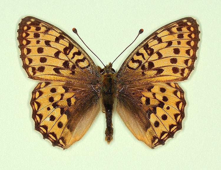 Argynnis aglaja male (aberrant form flavescens) (Internet Image property of respective owner, non-commercial use only)